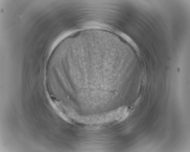 X0000081361431200701251938