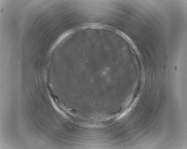 X0000081361433200701251938