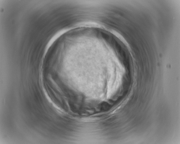 X0000081361440200701251938