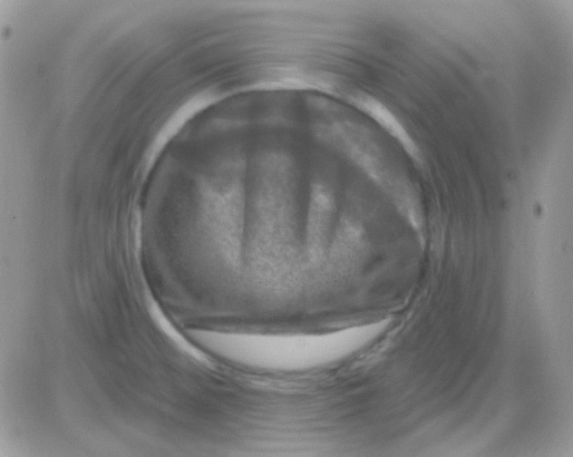 X0000081361476200701251937