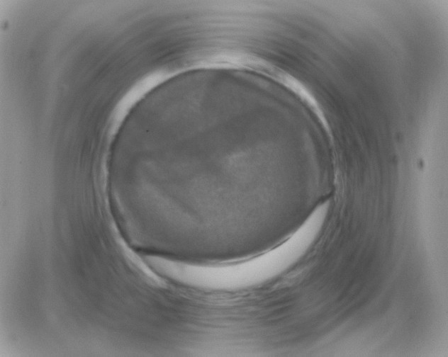 X0000081361480200701251936