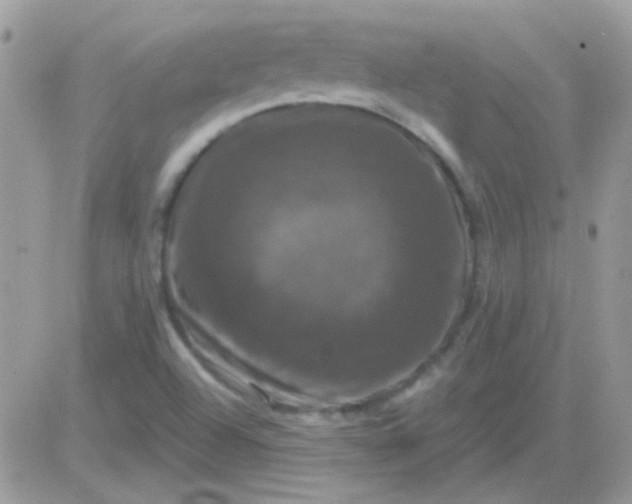 X0000081361504200701251936