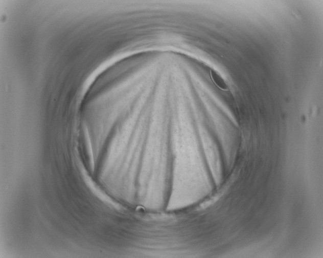 X0000081361526200701251936