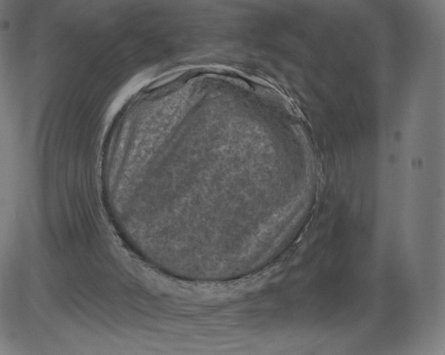 X0000081360006200702020152