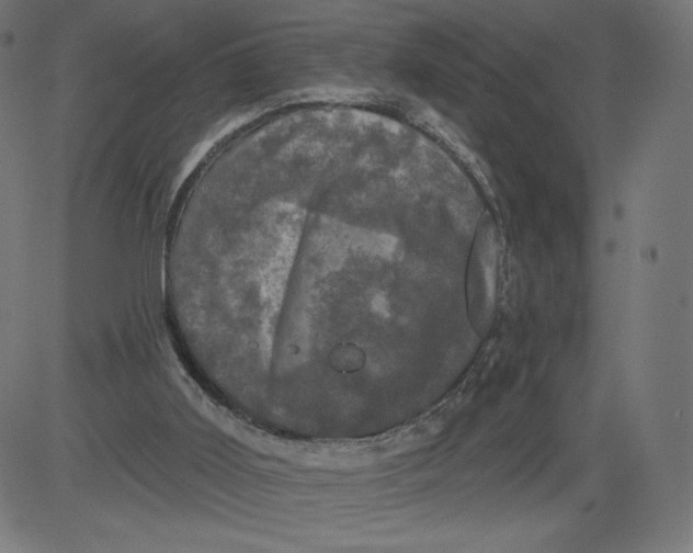 X0000081360011200702020151