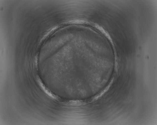 X0000081360057200702020150