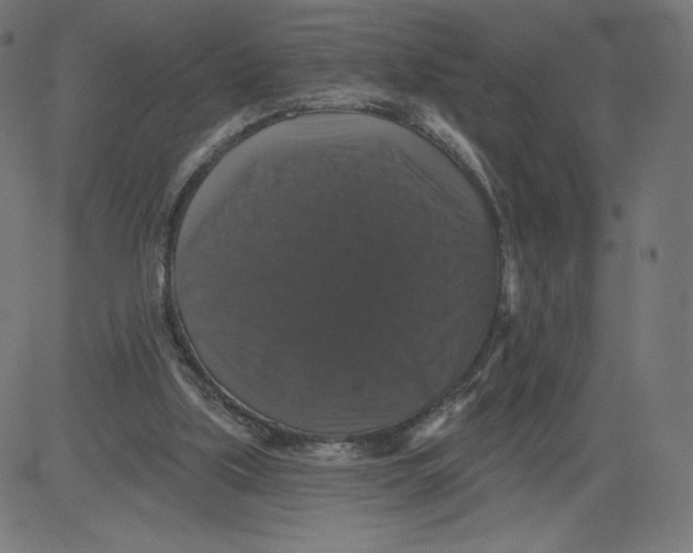 X0000081360059200702020150