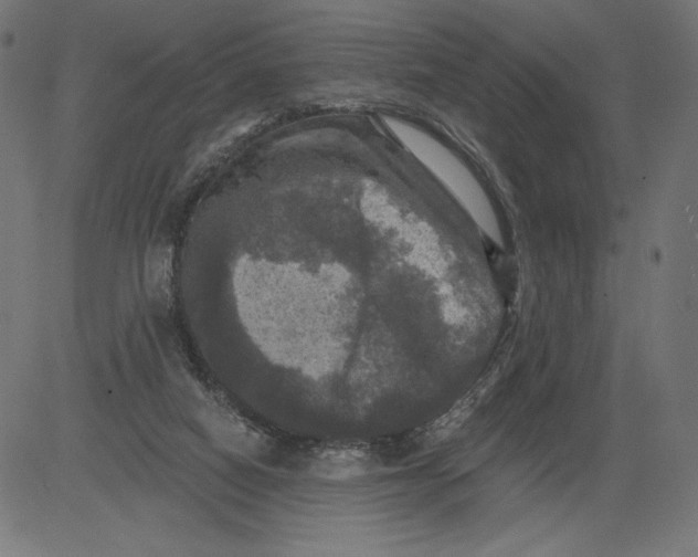 X0000081360066200702020150