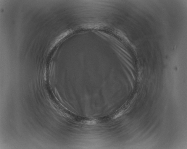 X0000081360068200702020150