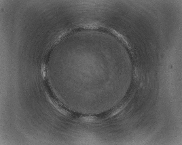 X0000081360069200702020150