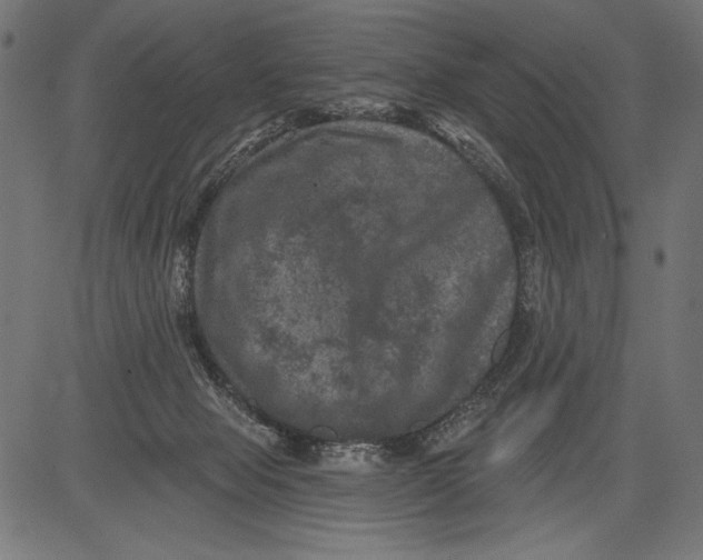 X0000081360077200702020151