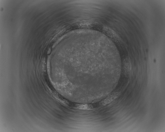 X0000081360083200702020151