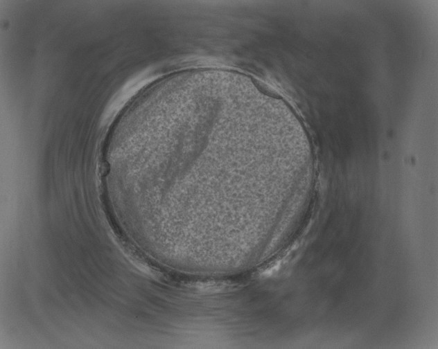 X0000081360103200702020150