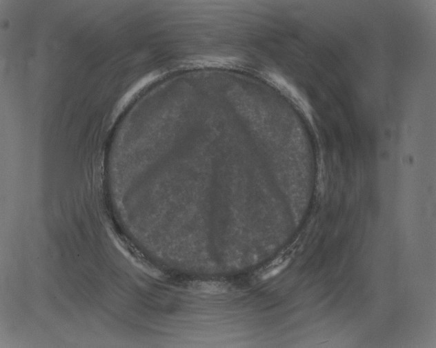 X0000081360107200702020150