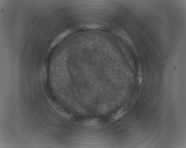 X0000081360116200702020150