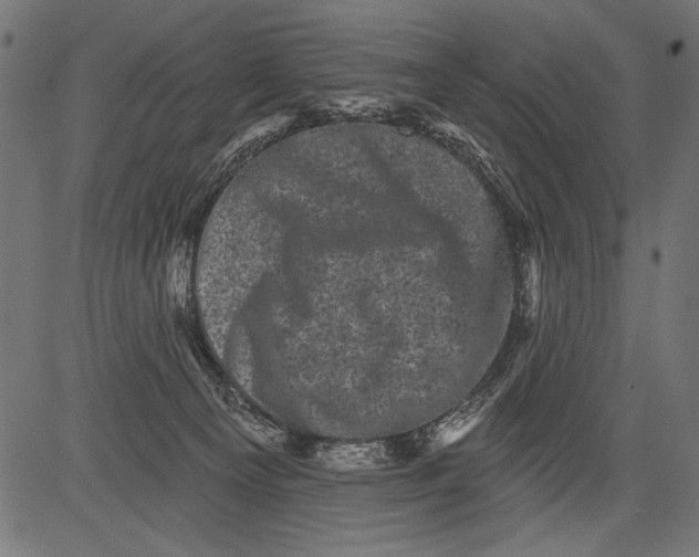 X0000081360129200702020150