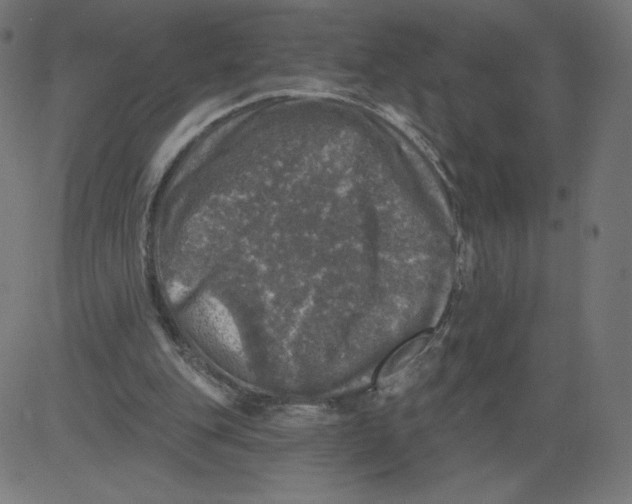 X0000081360151200702020149