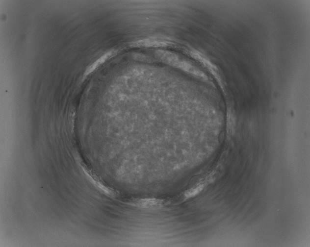 X0000081360153200702020149