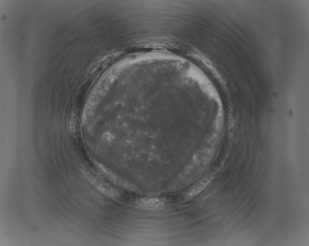 X0000081360161200702020149