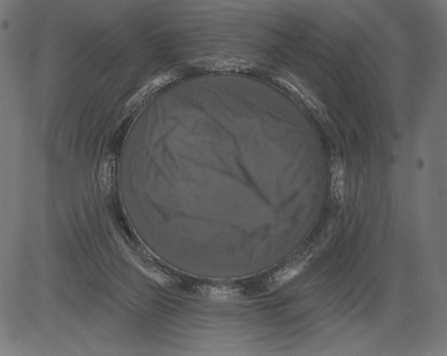 X0000081360165200702020149