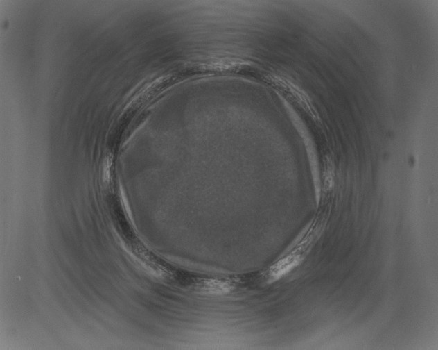 X0000081360166200702020149