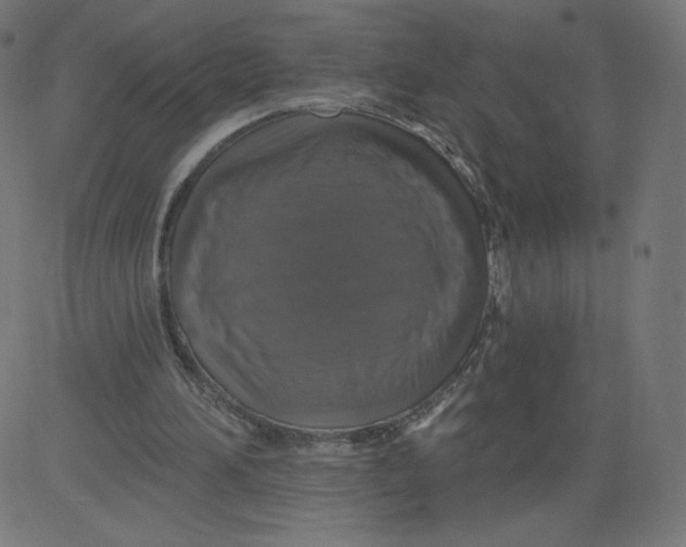 X0000081360196200702020148