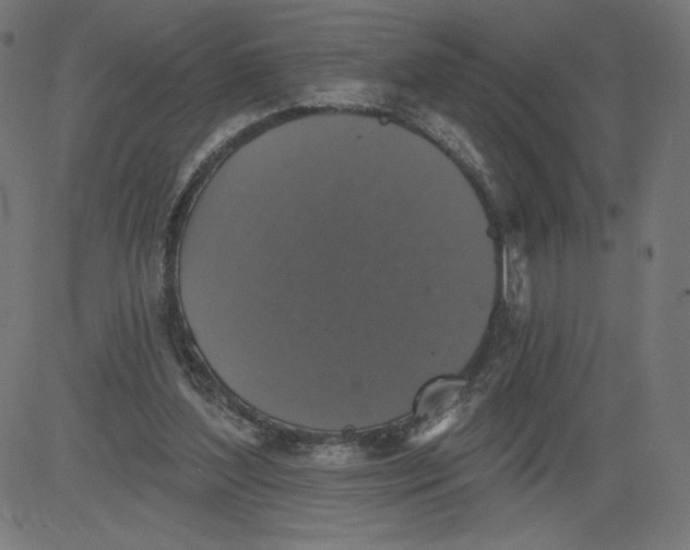 X0000081360204200702020148