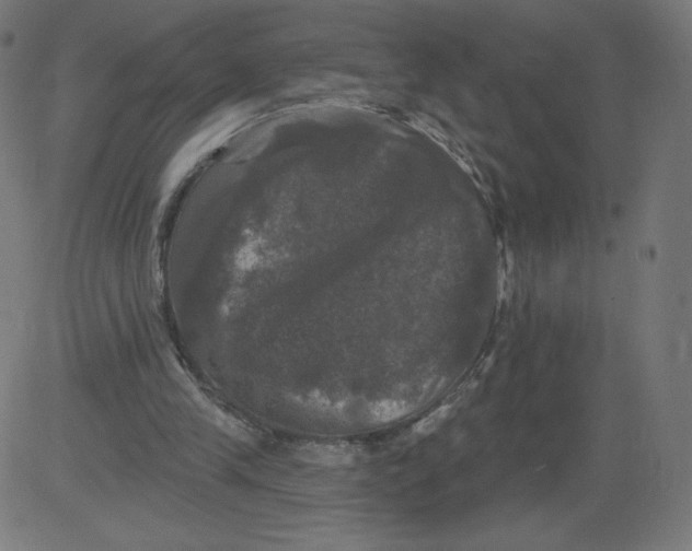 X0000081360245200702020147