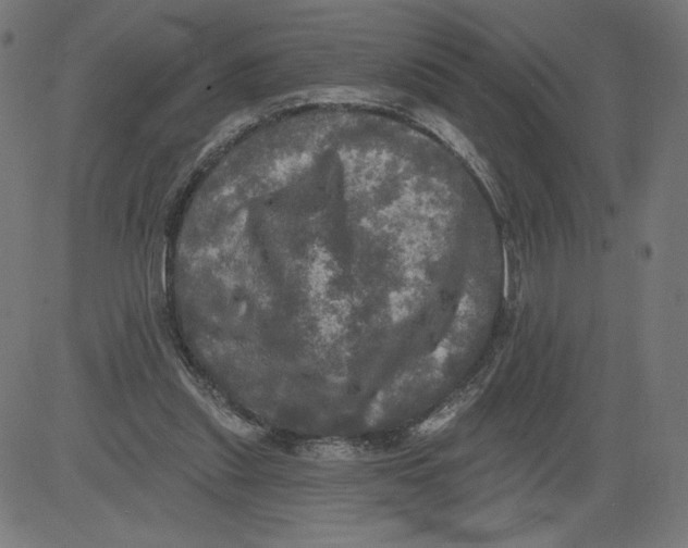 X0000081360253200702020147