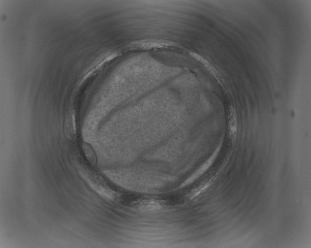 X0000081360254200702020147