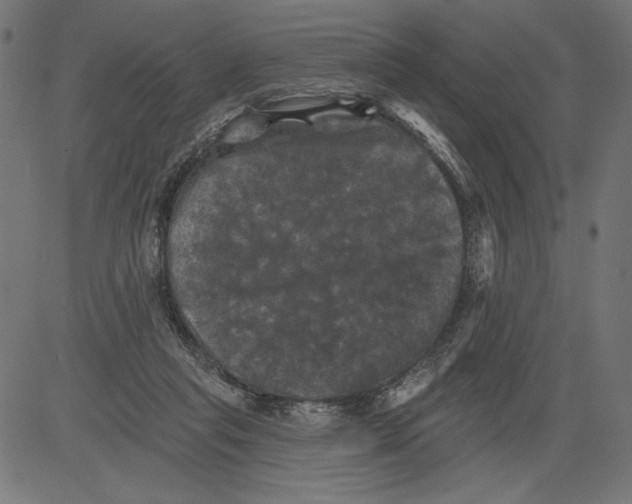 X0000081360261200702020147