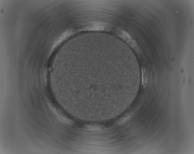 X0000081360300200702020147