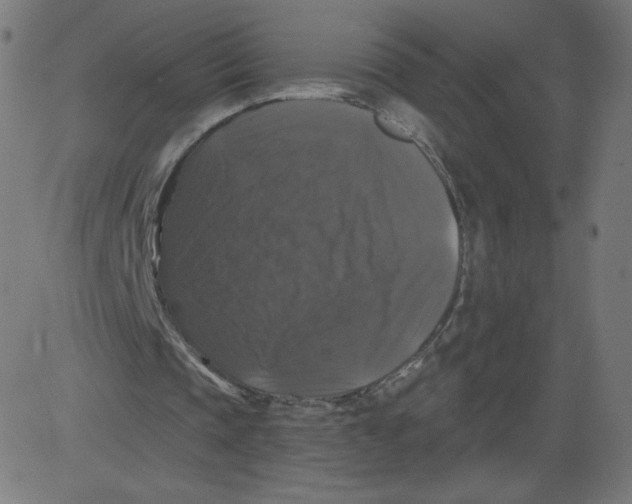 X0000081360337200702020145