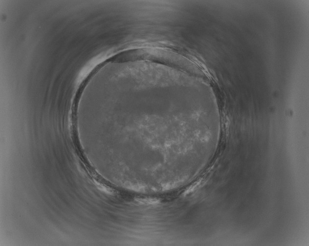 X0000081360340200702020145