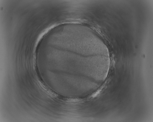 X0000081360342200702020145