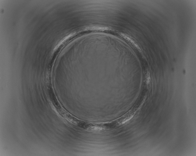 X0000081360352200702020146