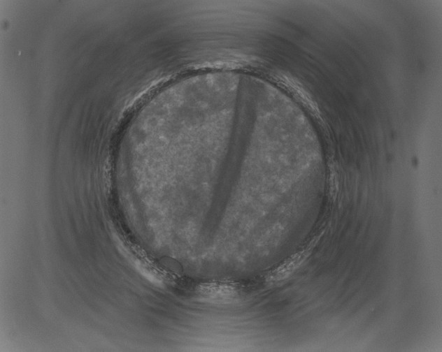 X0000081360354200702020146