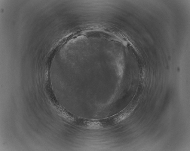 X0000081360355200702020146