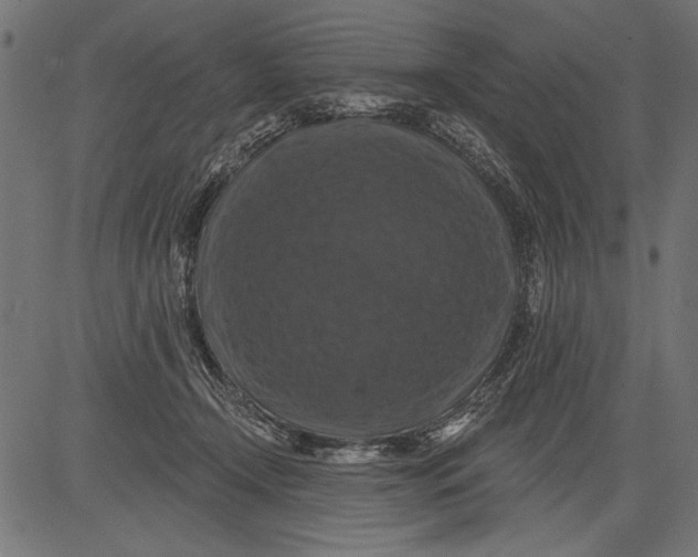 X0000081360366200702020146