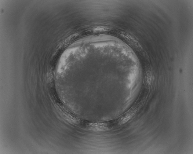 X0000081360367200702020146