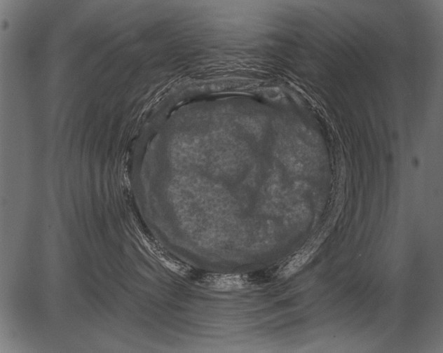 X0000081360384200702020146