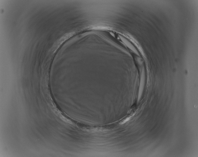 X0000081360385200702020145