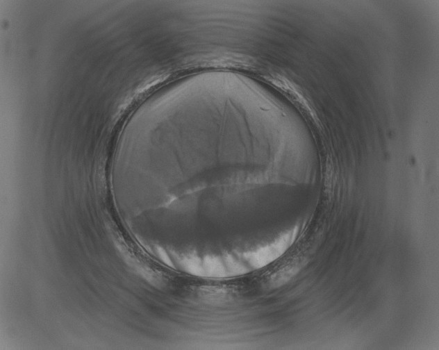 X0000081360394200702020145