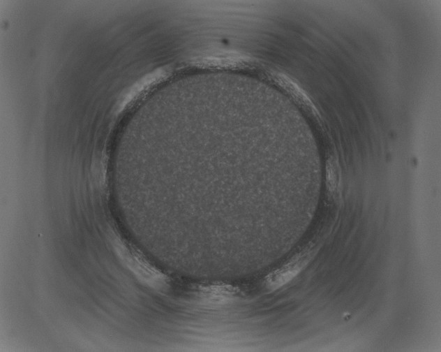 X0000081360396200702020145