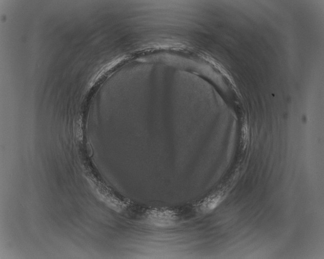 X0000081360403200702020145