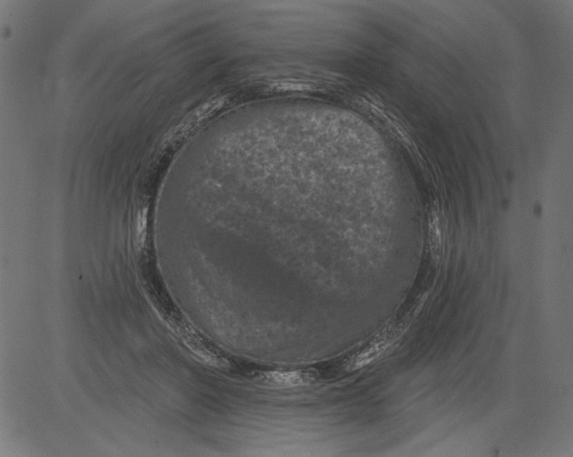 X0000081360406200702020145