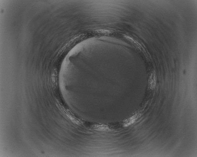 X0000081360424200702020145