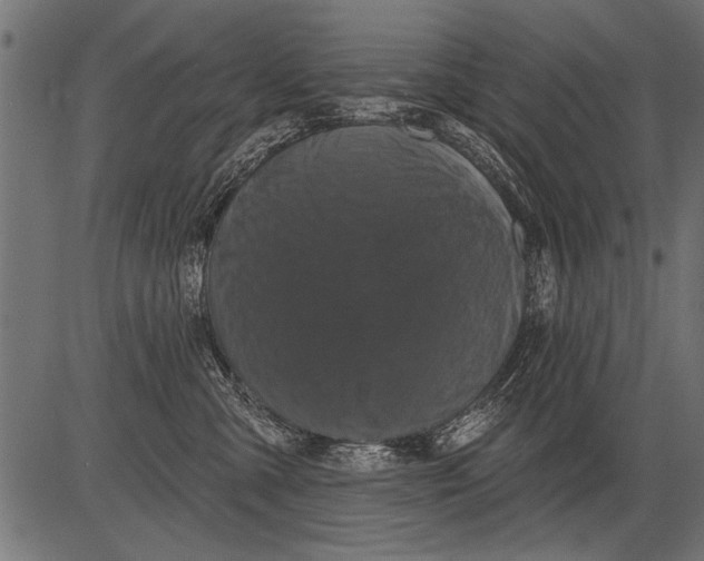 X0000081360427200702020145