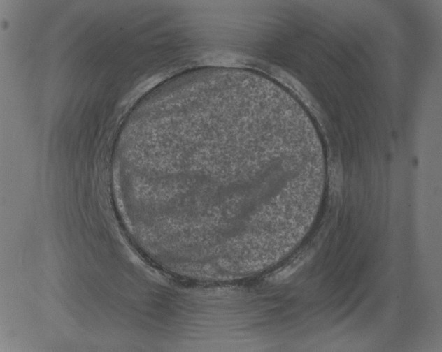 X0000081360433200702020144