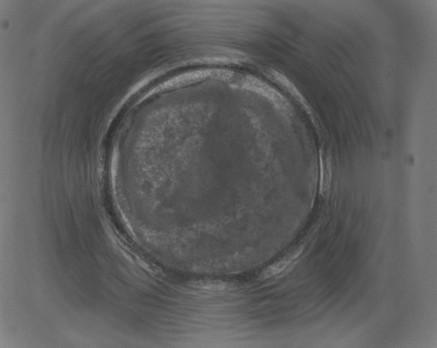 X0000081360435200702020144